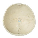 Skullcap Model